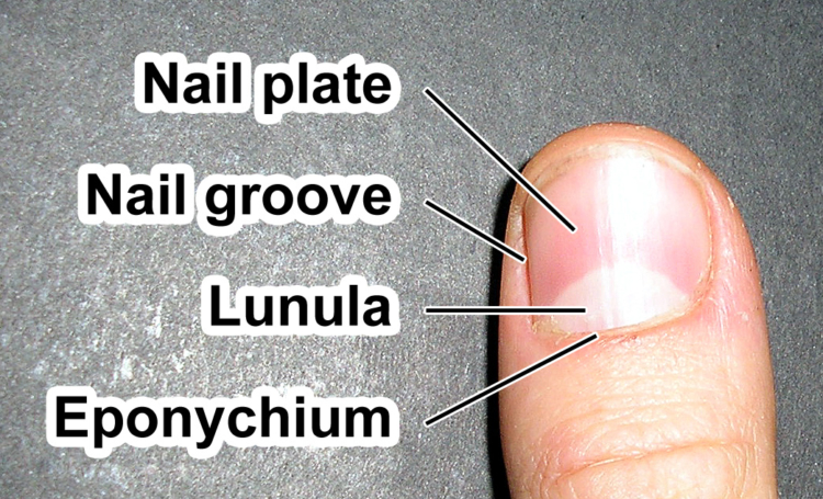 Fingernail label enwiki