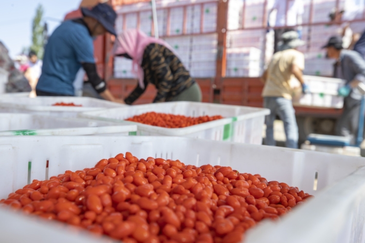 Диетолог опровергла популярный миф о ягодах годжи