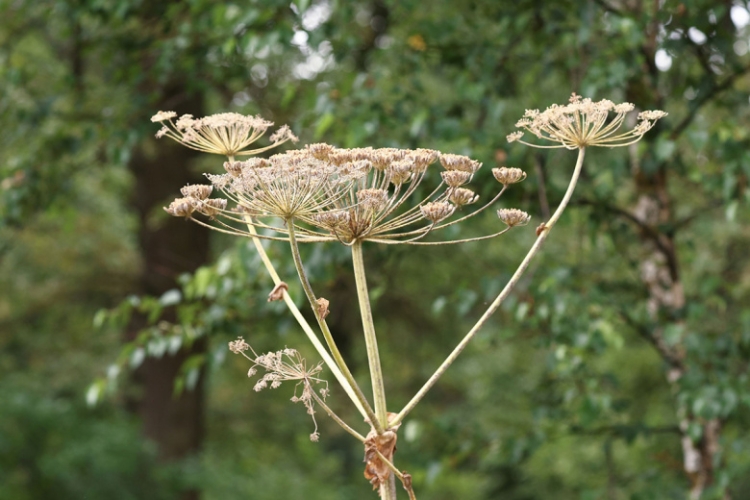 Эколог предупредил об опасности инвазивных растений